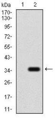 Western Blot: P2Y13/P2RY13/GPR86 Antibody (3E8C12) [NBP2-52527] - Analysis using P2RY13 mAb against HEK293 (1) and P2RY13 (AA: 1-49)-hIgGFc transfected HEK293 (2) cell lysate.