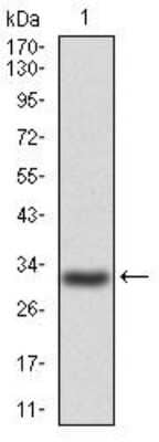 Western Blot: P2Y13/P2RY13/GPR86 Antibody (6G12E10) [NBP2-52526] - Analysis using P2RY13 mAb against human P2RY13 (AA: 1-49) recombinant protein. (Expected MW is 31.6 kDa)