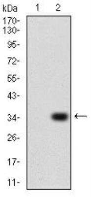 Western Blot: P2Y13/P2RY13/GPR86 Antibody (6G12E10) [NBP2-52526] - Analysis using P2RY13 mAb against HEK293 (1) and P2RY13 (AA: 1-49)-hIgGFc transfected HEK293 (2) cell lysate.