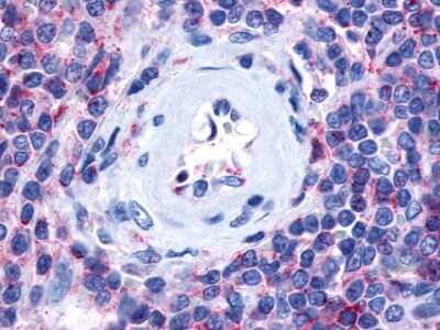 Immunohistochemistry-Paraffin: P2Y13/P2RY13/GPR86 Antibody [NLS1619] - Analysis of anti-P2RY13 / P2Y13 antibody with human spleen.