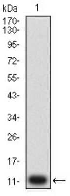 Western Blot: P2Y14/GPR105 Antibody (8A11B11) [NBP2-61754] - Analysis using P2RY14 mAb against human P2RY14 (AA: extra mix) recombinant protein. (Expected MW is 11.5 kDa)