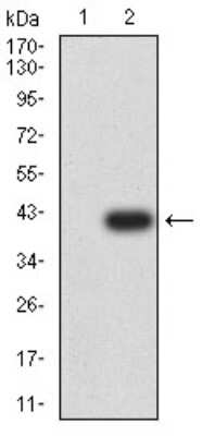 Western Blot: P2Y14/GPR105 Antibody (8A11B11) [NBP2-61754] - Analysis using P2RY14 mAb against HEK293 (1) and P2RY14 (AA: extra mix)-hIgGFc transfected HEK293 (2) cell lysate.