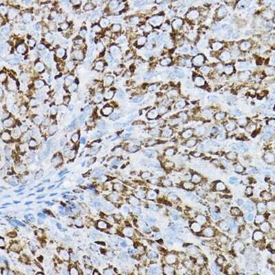 Immunohistochemistry-Paraffin P2Y14/GPR105 Antibody - BSA Free