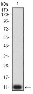 Western Blot: P2Y4/P2RY4 Antibody (3B4C11) [NBP2-61759] - Analysis using P2RY4 mAb against human P2RY4 (AA: extra mix) recombinant protein. (Expected MW is 10.1 kDa)