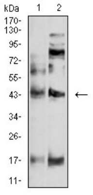 Western Blot: P2Y4/P2RY4 Antibody (3B4C11) [NBP2-61759] - Analysis using P2RY4 mouse mAb against SW620 (1) and A549 (2) cell lysate.