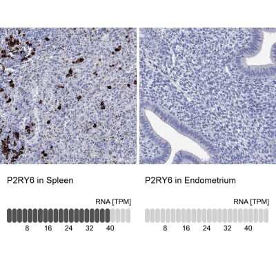 Immunocytochemistry/Immunofluorescence: P2Y6/P2RY6 Antibody [NBP3-17041] - Analysis in human spleen and endometrium tissues using Anti-P2RY6 antibody. Corresponding P2RY6 RNA-seq data are presented for the same tissues.