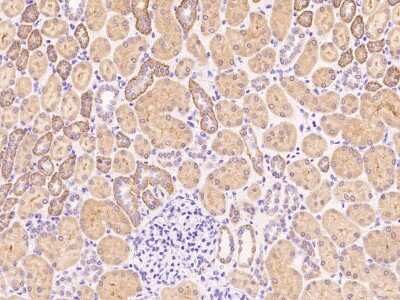 Immunohistochemistry-Paraffin: P2Y6/P2RY6 Antibody [NBP2-99485] - Immunochemical staining of human P2Y6/P2RY6 in human kidney with rabbit polyclonal antibody at 1:1000 dilution, formalin-fixed paraffin embedded sections.