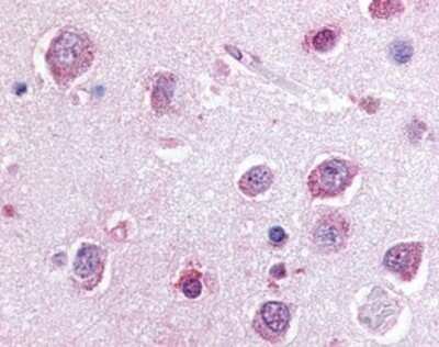 Immunohistochemistry-Paraffin: P2Y8 Antibody [NBP1-02670] - Staining of human brain, cortex. Immunohistochemistry of formalin-fixed, paraffin-embedded tissue after heat-induced antigen retrieval. Antibody concentration 20 ug/ml.