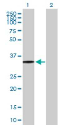 Western Blot: P2Y8 Antibody [H00286530-B02P] - Analysis of P2RY8 expression in transfected 293T cell line by P2RY8 polyclonal antibody.  Lane 1: P2RY8 transfected lysate(39.49 KDa). Lane 2: Non-transfected lysate.
