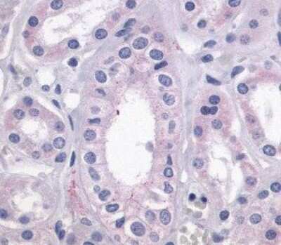 Immunohistochemistry: P2Y9 Antibody [NLS871] - Analysis of anti-P2Y9 antibody with kidney at 4 ug/ ml.
