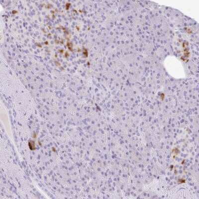 Immunohistochemistry-Paraffin: P2Y9 Antibody [NBP2-33757] - Staining of human pancreas shows strong cytoplasmic positivity in a subset of islet cells of Langerhans.