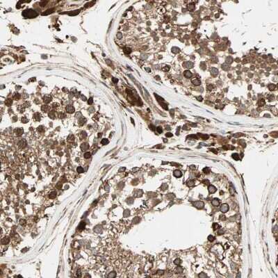 Immunohistochemistry-Paraffin: P4HA1 Antibody [NBP1-84397] - Staining of human testis shows strong cytoplasmic and nuclear positivity in cells in seminiferous ducts and Leydig cells.