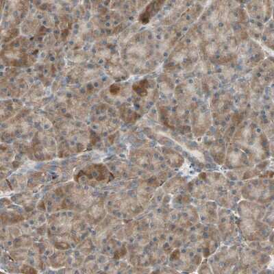 Immunohistochemistry-Paraffin: P4HA1 Antibody [NBP1-84397] - Staining of human pancreas shows low expression as expected.