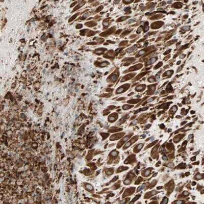 Immunohistochemistry-Paraffin: P4HA1 Antibody [NBP1-84397] - Staining of human placenta shows high expression.