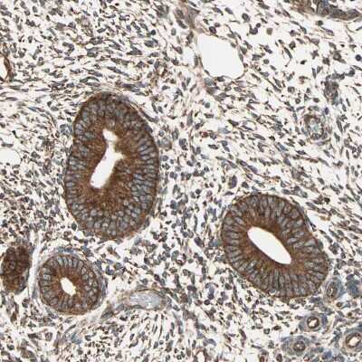 Immunohistochemistry-Paraffin: P4HA1 Antibody [NBP1-84397] - Staining of human endometrium shows moderate granular cytoplasmic positivity in in glandular cells.