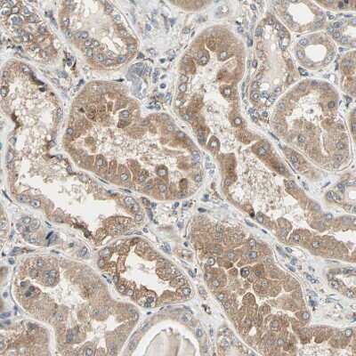 Immunohistochemistry-Paraffin: P4HA1 Antibody [NBP1-84397] - Staining of human kidney shows weak granular cytoplasmic positivity in cells in tubules.