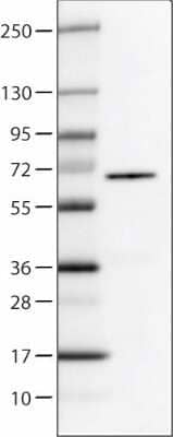 Western Blot: P4HA2 Antibody (CL0351) [NBP2-52922] - Lane 1: Marker [kDa], Lane 2: Human cell line U-251 MG