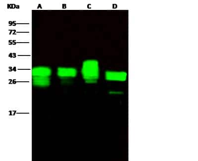 Western Blot: PA28 Activator alpha Subunit/PSME1 Antibody (016) [NBP2-90298] - Lane A: HL60 Whole Cell LysateLane B: HeLa Whole Cell LysateLane C: MCF7 Whole Cell LysateLane D: Jurkat Whole Cell LysateLysates/proteins at 30 ug per lane.SecondaryGoat Anti-Rabbit IgG H&L (Dylight800) at 1/10000 dilution.Developed using the Odyssey technique.Performed under reducing conditions.Predicted band size:29 kDaObserved band size:33 kDa