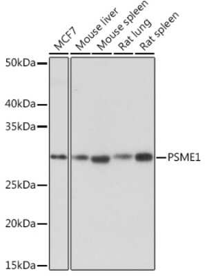 Western Blot: PA28 Activator alpha Subunit/PSME1 Antibody (6H7X3) [NBP3-16543] - Western blot analysis of extracts of various cell lines, using PA28 Activator alpha Subunit/PSME1 Rabbit mAb (NBP3-16543) at 1:1000 dilution. Secondary antibody: HRP Goat Anti-Rabbit IgG (H+L) at 1:10000 dilution. Lysates/proteins: 25ug per lane. Blocking buffer: 3% nonfat dry milk in TBST. Detection: ECL Basic Kit. Exposure time: 1s.