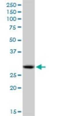 Western Blot PA28 Activator alpha Subunit/PSME1 Antibody - Azide and BSA Free