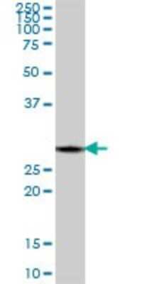 Western Blot: PA28 Activator alpha Subunit/PSME1 Antibody [H00005720-B02P] - Analysis of PSME1 expression in human kidney.