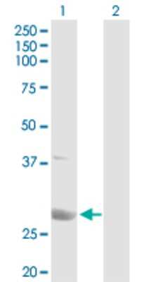 Western Blot: PA28 Activator alpha Subunit/PSME1 Antibody [H00005720-D01P] - Analysis of PSME1 expression in transfected 293T cell line by PSME1 polyclonal antibody.Lane 1: PSME1 transfected lysate(28.70 KDa).Lane 2: Non-transfected lysate.
