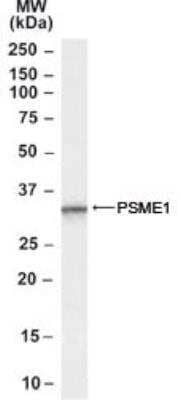 Western Blot: PA28 Activator alpha Subunit/PSME1 Antibody [NB100-59751] - Analysis of PSME1 (isoform 1) using this antibody at 0.3 ug/ml in Human Peripheral Blood Mononucleocyte lysate (35ug protein in RIPA buffer).