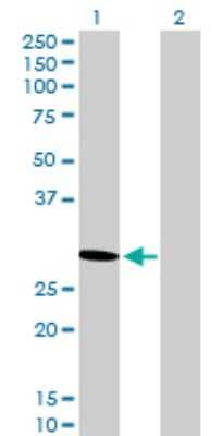 Western Blot: PA28 Activator beta Subunit/PSME2 Antibody [H00005721-B01P] - Analysis of PSME2 expression in transfected 293T cell line by PSME2 polyclonal antibody.  Lane 1: PSME2 transfected lysate(26.29 KDa). Lane 2: Non-transfected lysate.