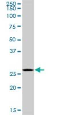 Western Blot: PA28 Activator beta Subunit/PSME2 Antibody [H00005721-D01P] - Analysis of PSME2 expression in HepG2.