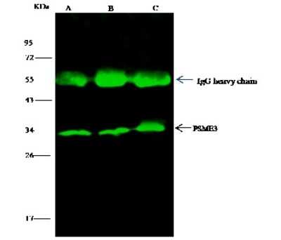Immunoprecipitation: PA28 Activator gamma Subunit/PSME3 Antibody [NBP3-00356] - PA28 Activator gamma Subunit/PSME3 was immunoprecipitated using: Lane A: 0.5 mg MCF-7 Whole Cell Lysate. Lane B: 0.5 mg HepG2 Whole Cell Lysate. Lane C: 0.5 mg Jurkat Whole Cell Lysate. 4 ul anti-PA28 Activator gamma Subunit/PSME3 rabbit polyclonal antibody and 15 ul of 50 % Protein G agarose. Primary antibody: Anti-PA28 Activator gamma Subunit/PSME3 rabbit polyclonal antibody, at 1:100 dilution. Secondary antibody: Dylight 800-labeled antibody to rabbit IgG (H+L), at 1:5000 dilution. Developed using the Odyssey technique. Performed under reducing conditions. Predicted band size: 29 kDa. Observed band size: 33 kDa