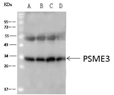 Immunoprecipitation: PA28 Activator gamma Subunit/PSME3 Antibody [NBP3-00357] - PA28 Activator gamma Subunit/PSME3 was immunoprecipitated using: Lane A: 0.5 mg Jurkat Whole Cell Lysate Lane B: 0.5 mg A-431 Whole Cell Lysate Lane C: 0.5 mg MCF7 Whole Cell Lysate Lane D: 0.5 mg HepG2 Whole Cell Lysate 4ul anti-PA28 Activator gamma Subunit/PSME3 rabbit polyclonal antibody and 60 ug of Immunomagnetic beads Protein A/G.  Primary antibody: Anti-PA28 Activator gamma Subunit/PSME3 rabbit polyclonal antibody, at 1:100 dilution. Secondary antibody: Goat Anti-Rabbit IgG (H+L)/HRP at 1/10000 dilution. Developed using the ECL technique. Performed under reducing conditions. Predicted band size: 29 kDa. Observed band size: 34 kDa