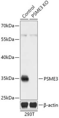 Western Blot: PA28 Activator gamma Subunit/PSME3 Antibody [NBP3-03887] - Analysis of extracts from normal (control) and PSME3 knockout (KO) 293T cells, using PA28 Activator gamma Subunit/PSME3 antibody at 1:3000 dilution. Secondary antibody: HRP Goat Anti-Rabbit IgG (H+L) at 1:10000 dilution. Lysates/proteins: 25ug per lane. Blocking buffer: 3% nonfat dry milk in TBST.