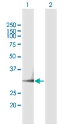 Western Blot: PA28 Activator gamma Subunit/PSME3 Antibody [H00010197-B01P] - Analysis of PSME3 expression in transfected 293T cell line by PSME3 polyclonal antibody.  Lane 1: PSME3 transfected lysate(28.05 KDa). Lane 2: Non-transfected lysate.