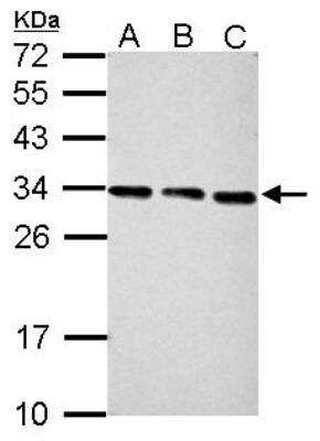 Western Blot: PA28 Activator gamma Subunit/PSME3 Antibody [NBP1-33498] -  Sample (30 ug of whole cell lysate) A: NIH-3T3 B: JC C: BCL-1 12% SDS PAGE, antibody diluted at 1:2000.