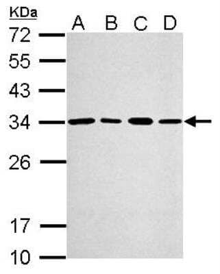 Western Blot: PA28 Activator gamma Subunit/PSME3 Antibody [NBP1-33498] -  Sample (30 ug of whole cell lysate) A: A549 B: H1299 C: HCT116 D: MCF-7 12% SDS PAGE, antibody diluted at 1:2000.