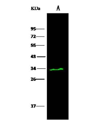 Western Blot: PA28 Activator gamma Subunit/PSME3 Antibody [NBP3-00356] - Anti-PA28 Activator gamma Subunit/PSME3 rabbit polyclonal antibody at 1:500 dilution. Lane A: K562 Whole Cell Lysate. Lysates/proteins at 30 ug per lane. Secondary Goat Anti- Rabbit  IgG H&L (Dylight 800)  at 1/10000 dilution. Developed using the Odyssey technique. Performed under reducing conditions. Predicted band size: 29 kDa. Observed band size: 34 kDa