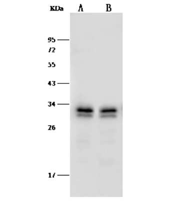 Western Blot PA28 Activator gamma Subunit/PSME3 Antibody - Azide and BSA Free
