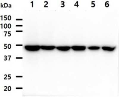 Western Blot: PA2G4/EBP1 Antibody (5E7) [NBP2-59468] - Lane 1: HeLa cell lysates, Lane 2: MCF7 cell lysates, Lane 3: A549 cell lysates, Lane 4: 293T cell lysates, Lane 5: A431 cell lysates, Lane 6: Jurkat cell lysates