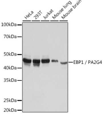 Western Blot: PA2G4/EBP1 Antibody (9J9U5) [NBP3-16561] - Western blot analysis of extracts of various cell lines, using PA2G4/EBP1Rabbit mAb (NBP3-16561) at 1:1000 dilution. Secondary antibody: HRP Goat Anti-Rabbit IgG (H+L) at 1:10000 dilution. Lysates/proteins: 25ug per lane. Blocking buffer: 3% nonfat dry milk in TBST. Detection: ECL Basic Kit. Exposure time: 3s.