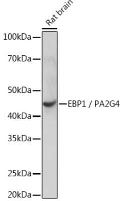 Western Blot: PA2G4/EBP1 Antibody (9J9U5) [NBP3-16561] - Western blot analysis of extracts of Rat brain, using PA2G4/EBP1Rabbit mAb (NBP3-16561) at 1:1000 dilution. Secondary antibody: HRP Goat Anti-Rabbit IgG (H+L) at 1:10000 dilution. Lysates/proteins: 25ug per lane. Blocking buffer: 3% nonfat dry milk in TBST. Detection: ECL Basic Kit. Exposure time: 10s.