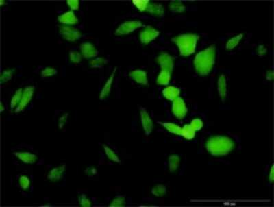 Immunocytochemistry/Immunofluorescence: PA2G4/EBP1 Antibody [H00005036-D01P] - Analysis of antibody to PA2G4 on HeLa cell. Antibody concentration 10 ug/ml.