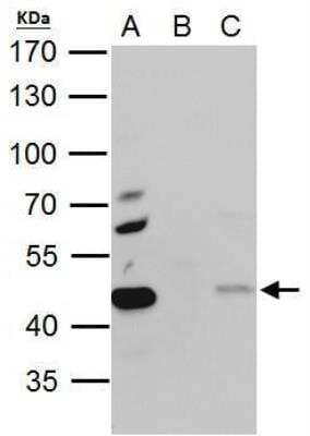 Immunoprecipitation: PA2G4/EBP1 Antibody [NBP2-16256] - EBP1 antibody immunoprecipitates EBP1 protein in IP experiments. IP Sample: 293T whole cell lysate/extract A. 40 ug 293T whole cell lysate/extract B. Control with 2 ug of preimmune rabbit IgG C. Immunoprecipitation of EBP1 protein by 2 ug of EBP1 antibody 7.5% SDS-PAGE. The immunoprecipitated EBP1 protein was detected by EBP1 antibody diluted at 1:1000. EasyBlot anti-rabbit IgG was used as a secondary reagent.