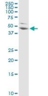 Western Blot: PA2G4/EBP1 Antibody [H00005036-D01P] - Analysis of PA2G4 expression in HeLa.