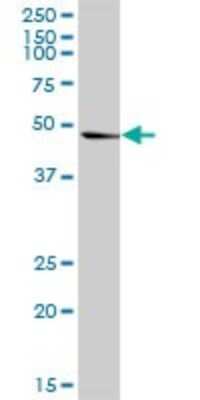 Western Blot: PA2G4/EBP1 Antibody [H00005036-D01P] - Analysis of PA2G4 expression in human stomach.