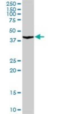 Western Blot: PA2G4/EBP1 Antibody [H00005036-D01P] - Analysis of PA2G4 expression in mouse liver.