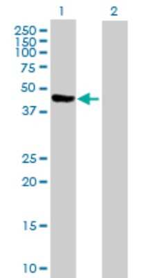 Western Blot: PA2G4/EBP1 Antibody [H00005036-D01P] - Analysis of PA2G4 expression in transfected 293T cell line by PA2G4 polyclonal antibody.Lane 1: PA2G4 transfected lysate(43.80 KDa).Lane 2: Non-transfected lysate.