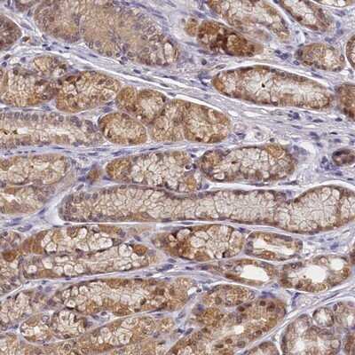 Immunohistochemistry-Paraffin: PAAF1 Antibody [NBP1-82310] - Staining of human stomach shows moderate cytoplasmic and nuclear positivity in glandular cells.