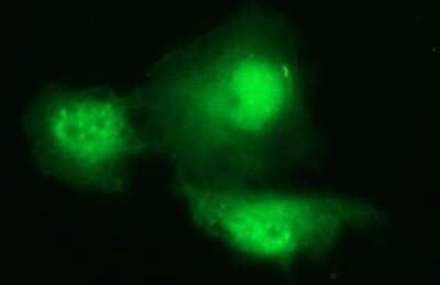 Immunocytochemistry/Immunofluorescence: PAAF1 Antibody (OTI1F11) - Azide and BSA Free [NBP2-73214] - Analysis of COS7 cells transiently transfected by pCMV6-ENTRY PAAF1.