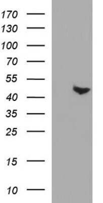 Western Blot: PAAF1 Antibody (OTI1F11) - Azide and BSA Free [NBP2-73214] - Analysis of HEK293T cells were transfected with the pCMV6-ENTRY control (Left lane) or pCMV6-ENTRY PAAF1 .
