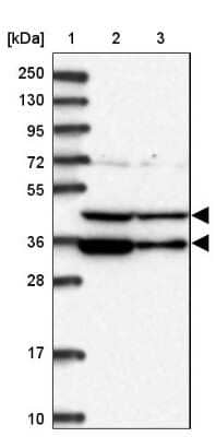 Western Blot PAAF1 Antibody - BSA Free